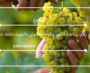 زمان برداشت انگور: چگونه محصولی باکیفیت داشته باشیم؟