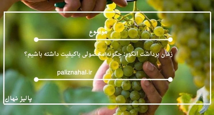 زمان برداشت انگور: چگونه محصولی باکیفیت داشته باشیم؟