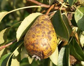 بیماری لکه سیاه گلابی