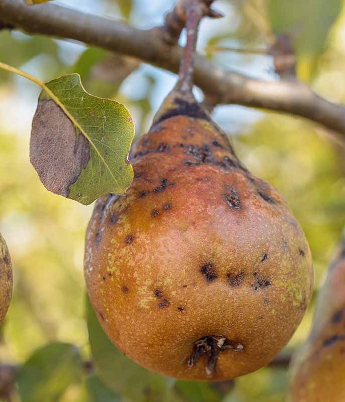 لکه سیاه گلابی