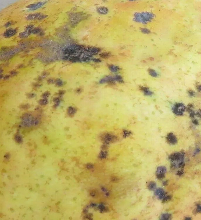 بیماری لکه سیاه گلابی