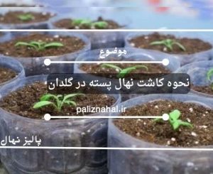 نحوه کاشت نهال پسته در گلدان