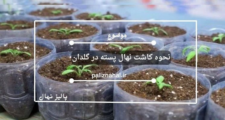 نحوه کاشت نهال پسته در گلدان