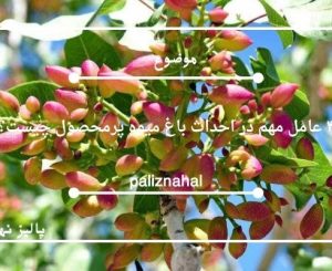 ۴ عامل مهم در احداث باغ میوه پرمحصول چیست؟