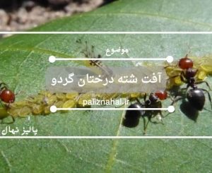 آفت شته درختان گردو