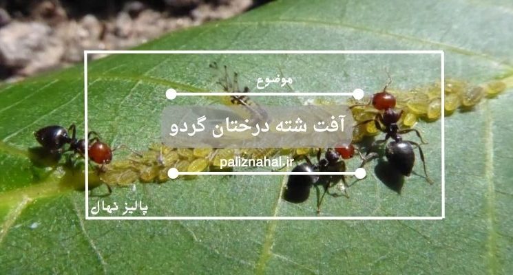 آفت شته درختان گردو