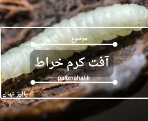 آفت کرم خراط روش های درمان و جلوگیری