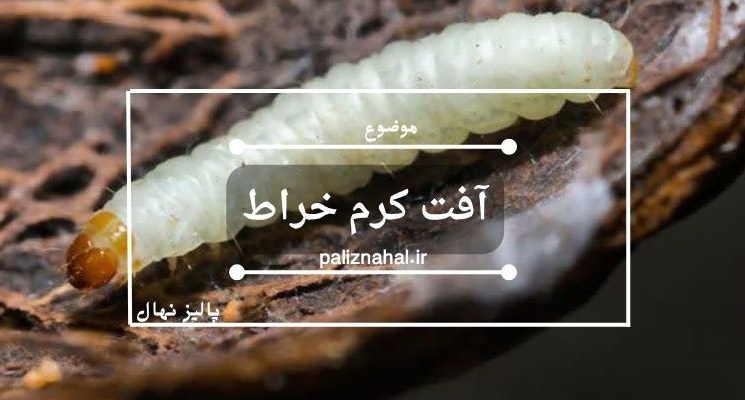 آفت کرم خراط روش های درمان و جلوگیری