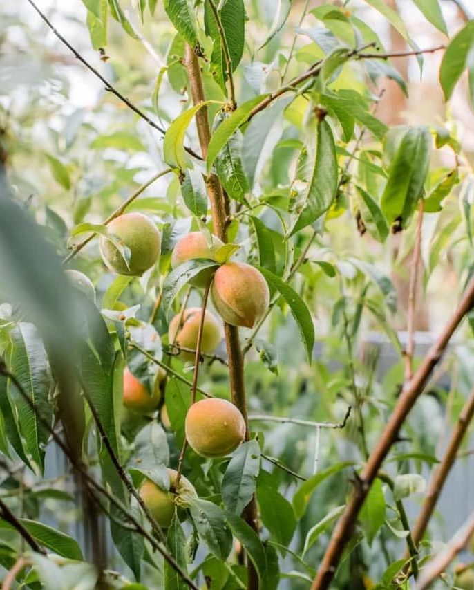 بهترین سموم و قارچ‌کش‌ها برای درمان سفیدک پودری در هلو