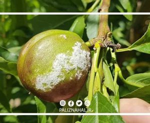 بیماری سفیدک پودری (سطحی) هلو و مبارزه با آن