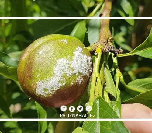 بیماری سفیدک پودری (سطحی) هلو و مبارزه با آن