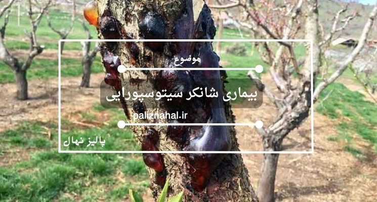 بیماری شانکر سیتوسپورایی و راه‌های مبارزه با آن