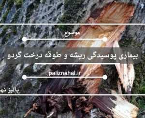 بیماری پوسیدگی ریشه و طوقه درخت گردو
