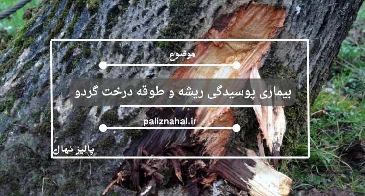 بیماری پوسیدگی ریشه و طوقه درخت گردو