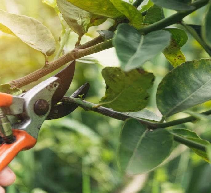 سال سوم ایجاد تعادل بین رشد عمودی و جانبی درخت گردو