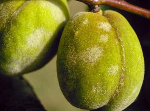 سفیدک پودری هلو چیست و چگونه درخت را آلوده می‌کند؟