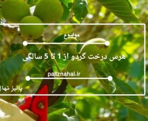 هرس درخت گردو از 1 تا 5 سالگی