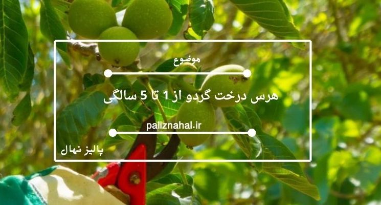 هرس درخت گردو از 1 تا 5 سالگی