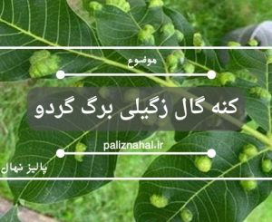کنه گال زگیلی برگ گردو