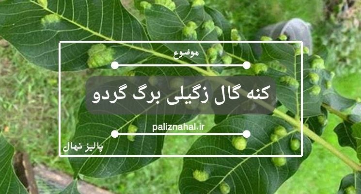 کنه گال زگیلی برگ گردو