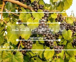 آبیاری نهال انگور تازه کاشته شده