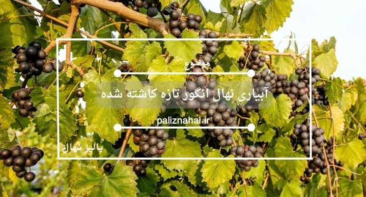 آبیاری نهال انگور تازه کاشته شده