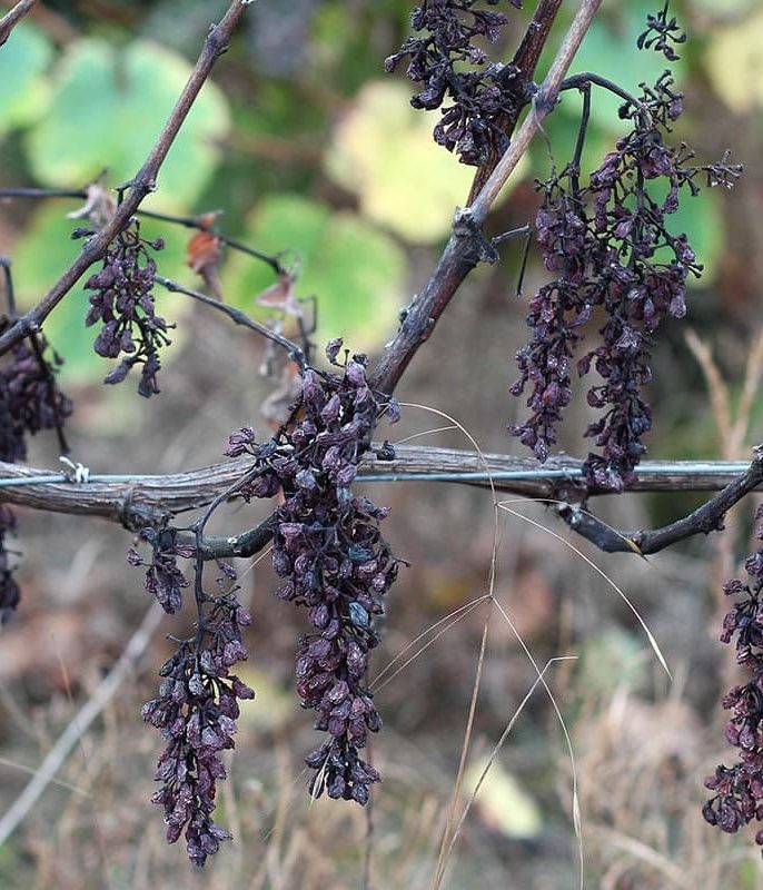 آفات و بیماری‌هایی که باعث خشک شدن نهال انگور می‌شوند