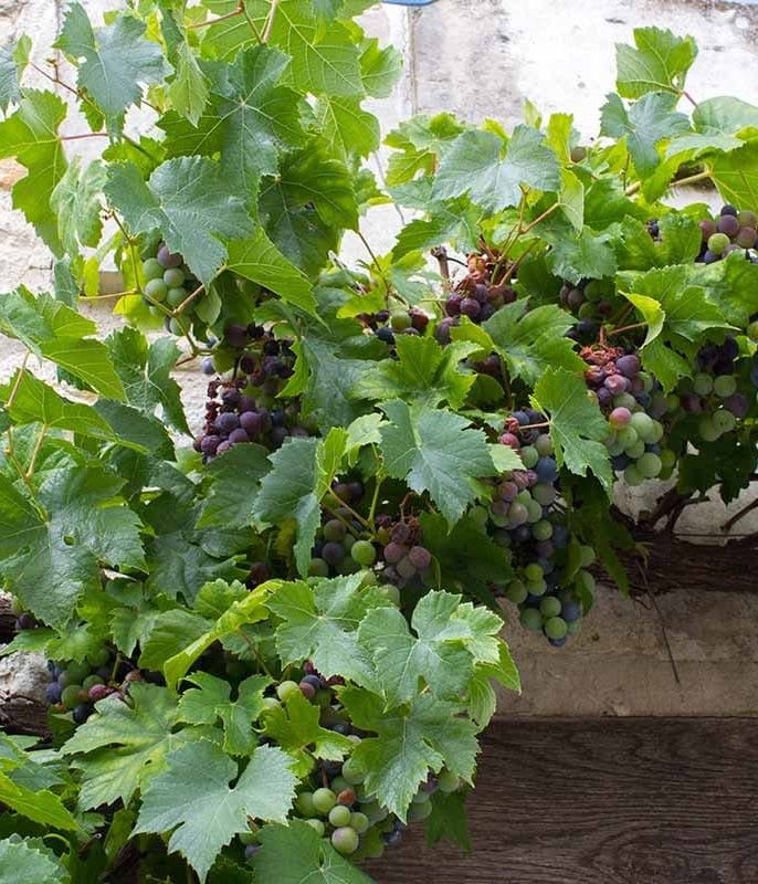 اشتباهات رایج که مانع رشد سریع نهال انگور می‌شوند