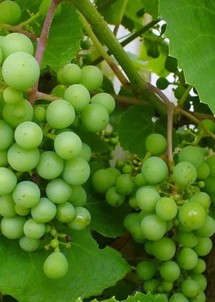 بررسی شرایط آب‌وهوایی ایده‌آل برای کاشت نهال انگور