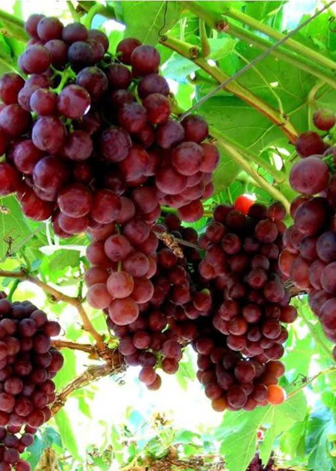بهترین ارقام نهال انگور مقاوم به سرما