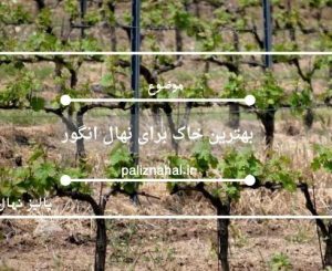 بهترین خاک برای نهال انگور