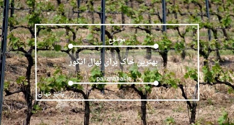 بهترین خاک برای نهال انگور