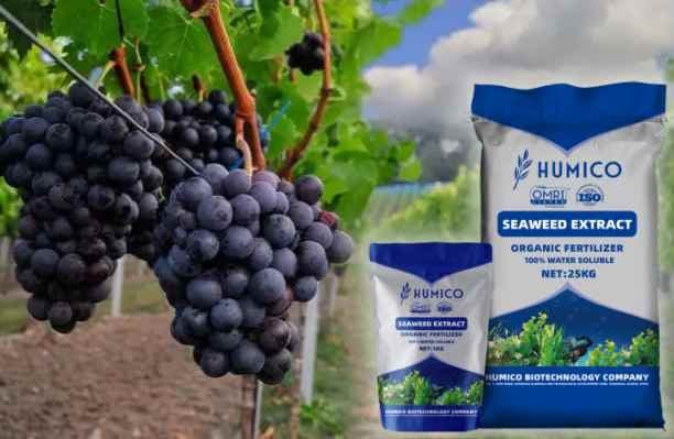 بهترین زمان کوددهی نهال انگور چه موقع است؟