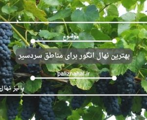 بهترین نهال انگور برای مناطق سردسیر