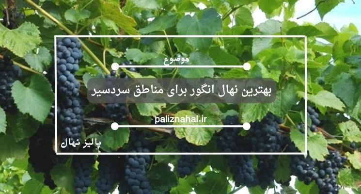 بهترین نهال انگور برای مناطق سردسیر