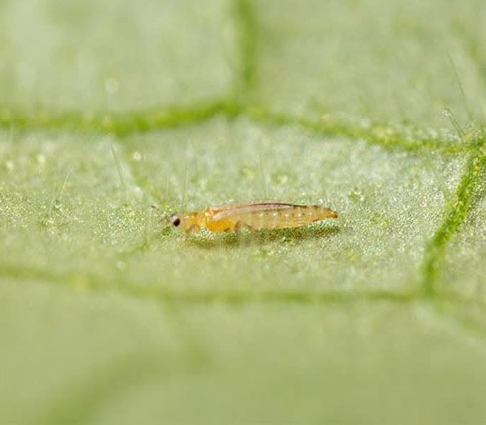 تریپس انگور (Drepanothrips reuteri)