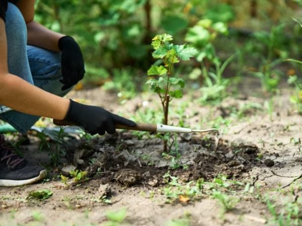 توصیه‌های کارشناسی برای انتخاب خاک در مناطق مختلف ایران