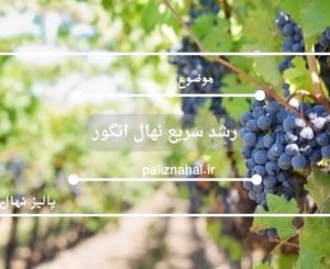 رشد سریع نهال انگور