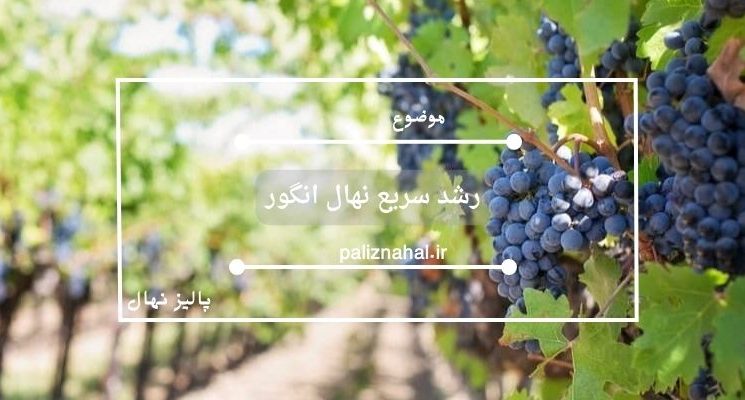 رشد سریع نهال انگور