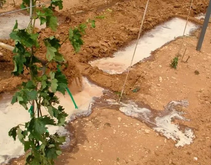 روش‌های اصولی آبیاری نهال انگور تازه کاشته شده