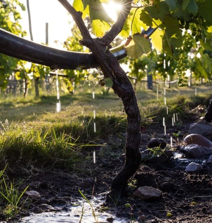 روش‌های تقویت رشد نهال انگور