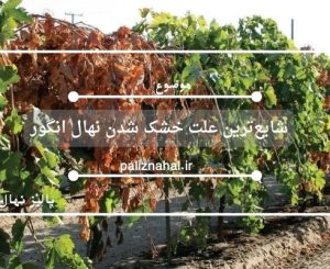 شایع‌ترین علت خشک شدن نهال انگور