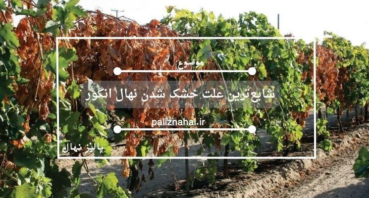 شایع‌ترین علت خشک شدن نهال انگور