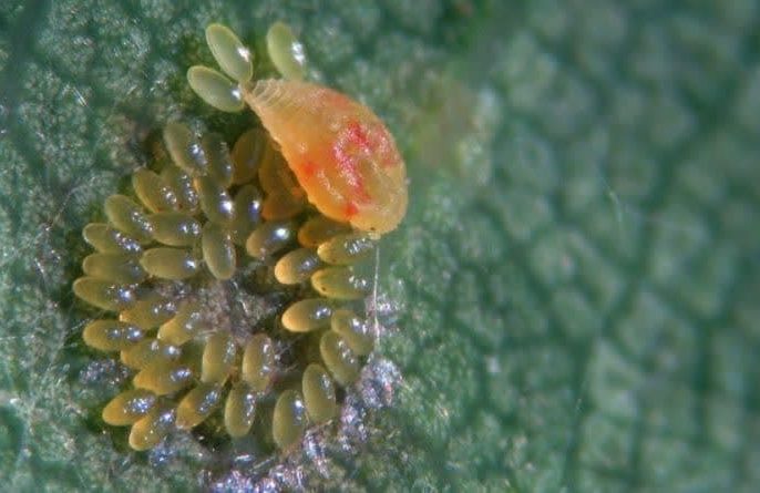 شته مو (Phylloxera)
