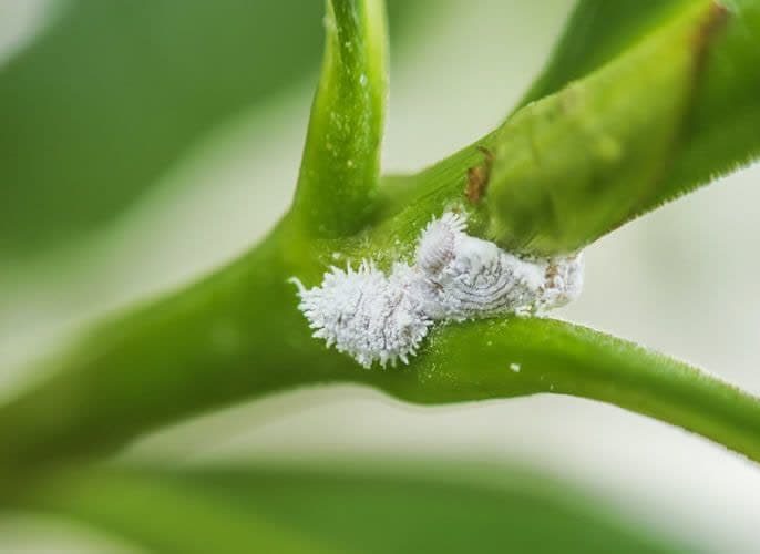 شپشک آردآلود (Planococcus ficus)
