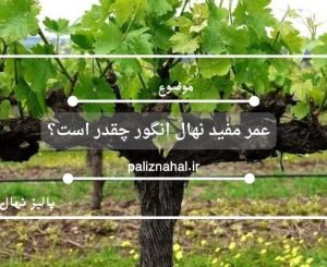 عمر مفید نهال انگور چقدر است؟