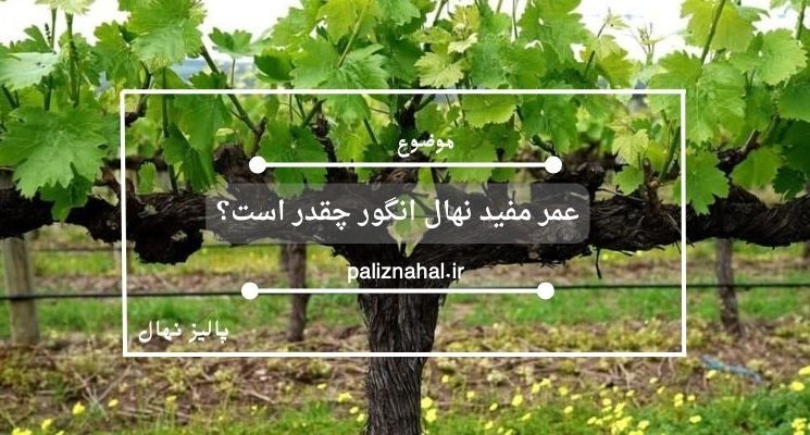 عمر مفید نهال انگور چقدر است؟