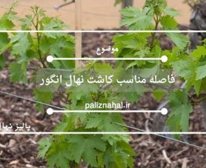 فاصله مناسب کاشت نهال انگور