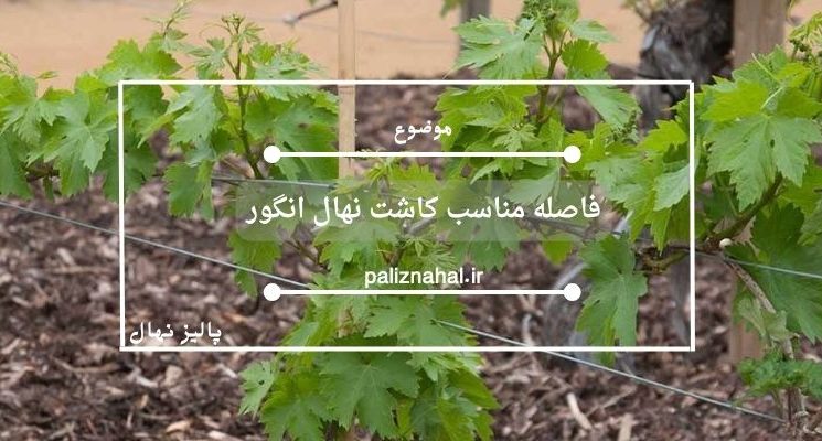 فاصله مناسب کاشت نهال انگور