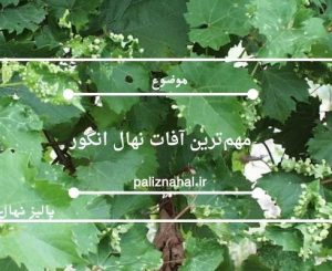 مهم‌ترین آفات نهال انگور و روش‌های موثر مقابله با آن‌ها